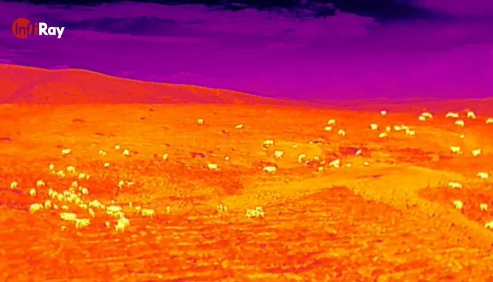 01-Observation_of_sheep_from_high_altitude_thermal_imager.jpg