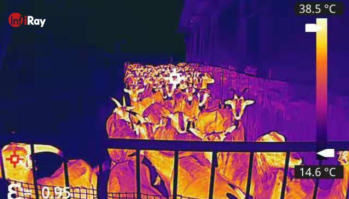 04-thermal_camera_monitors_livestock_health_in_real_time.jpg