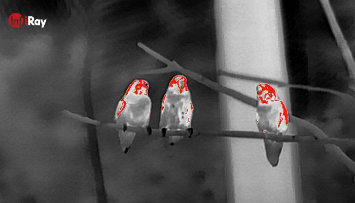 02_Observing_Birds_with_outdoor_Thermal_imaging_Cameras.jpg