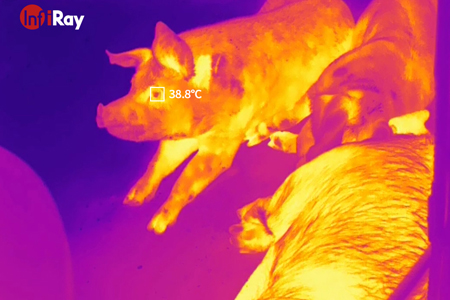 The Outbreak of African Swine Fever? InfiRay Thermal Cameras Help Create Smart Farming