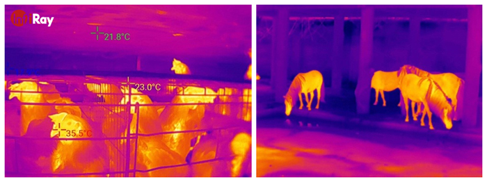 African Swine Fever Infiray Thermal Cameras Help Create Smart Farming