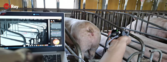 Of African Swine Fever Infiray Thermal Cameras Help Create Smart Farming