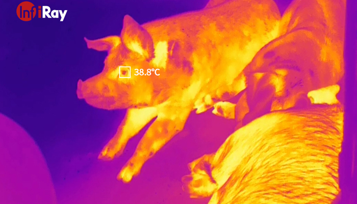 Outbreak Of African Swine Fever Infiray Thermal Cameras Help Create Smart Farming