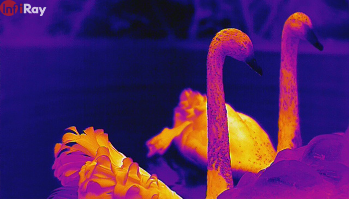 05The_outdoor_fun_you_can_add_by_observing_animals_with_a_thermal_camera..png