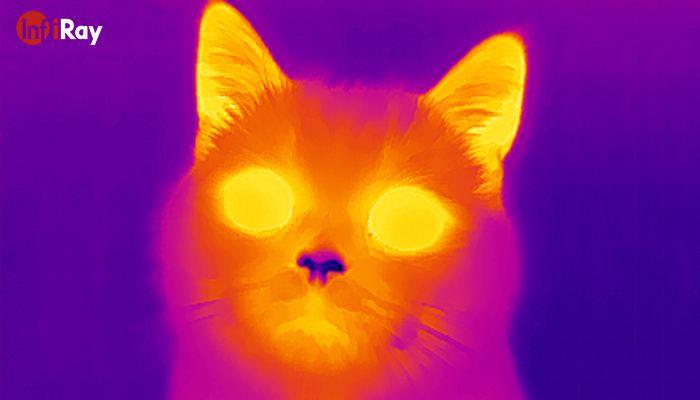 08_find_your_catty_hiding_in_the_box_by_thermal_cameras.jpg