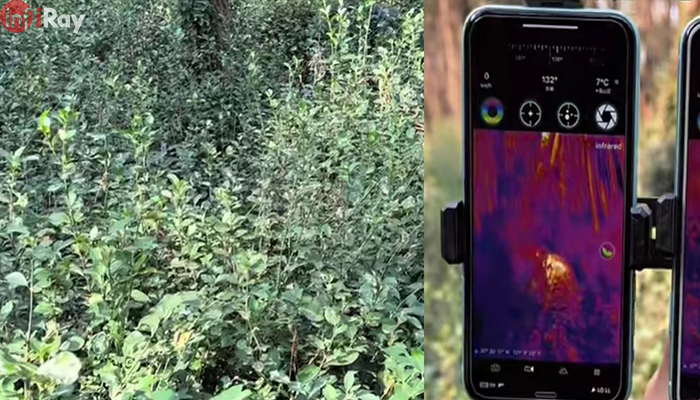 03-Discover_the_heat_source_in_the_dense_forest_with_InfiRay_thermal_imaging_camera_for_smartphone..png