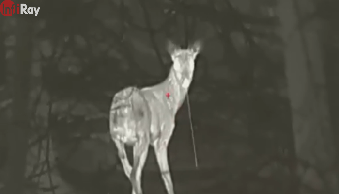 04-With_the_InfiRay_thermal_imaging_camera,_you_can_even_see_a_deer_drooling_at_night.png
