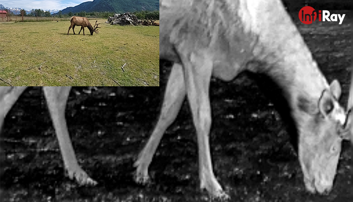 Comparison_of_visible_light_and_thermal_imaging_of_a_reindeer.jpg