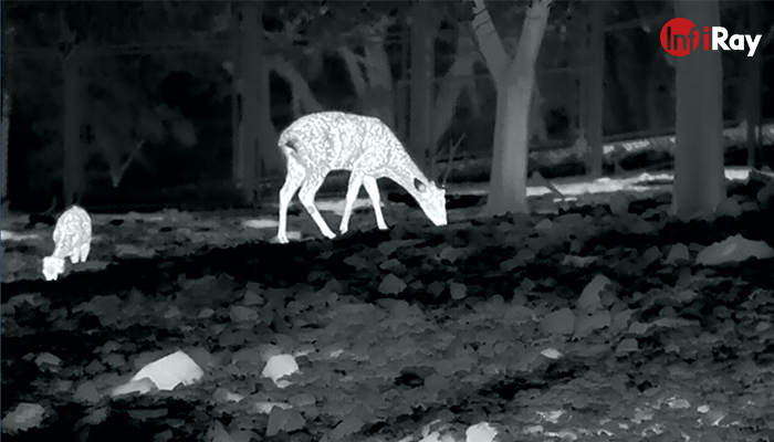 InfiRay_plug-in_thermal_camera_finds_deer_in_night_hunting.jpg