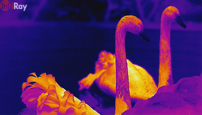 04_Two_swans_are_clearly_visible_in_thermal_imaging_vision.png