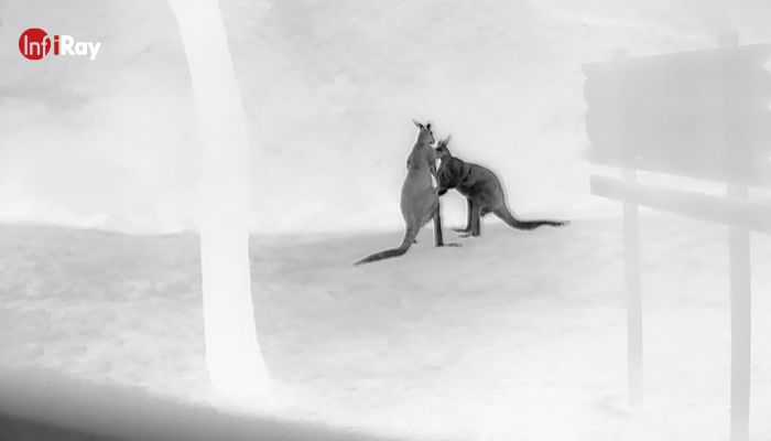 08_Two_kangaroos_were_observed_fighting_from_a_distance_with_a_thermal_camera.jpg