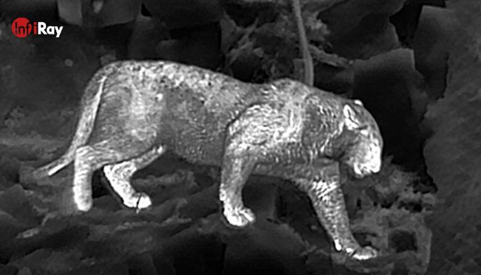 06_Using_thermal_imaging_cameras_to_covertly_observe_ferocious_animals.jpg
