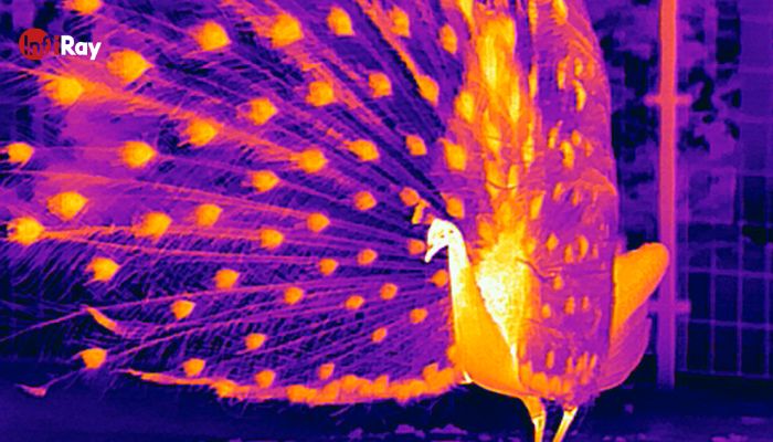 Peacocks seem even more beautiful in thermal imaging