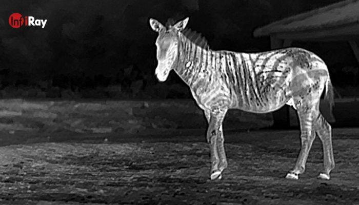 The zebra stripes are all shown in thermal vision