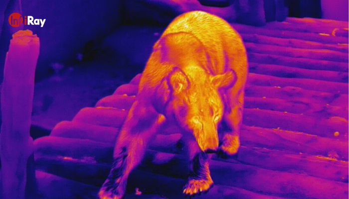 04_safer_to_watch_bears_from_a_distance_at_night_with_a_thermal_camera.jpg